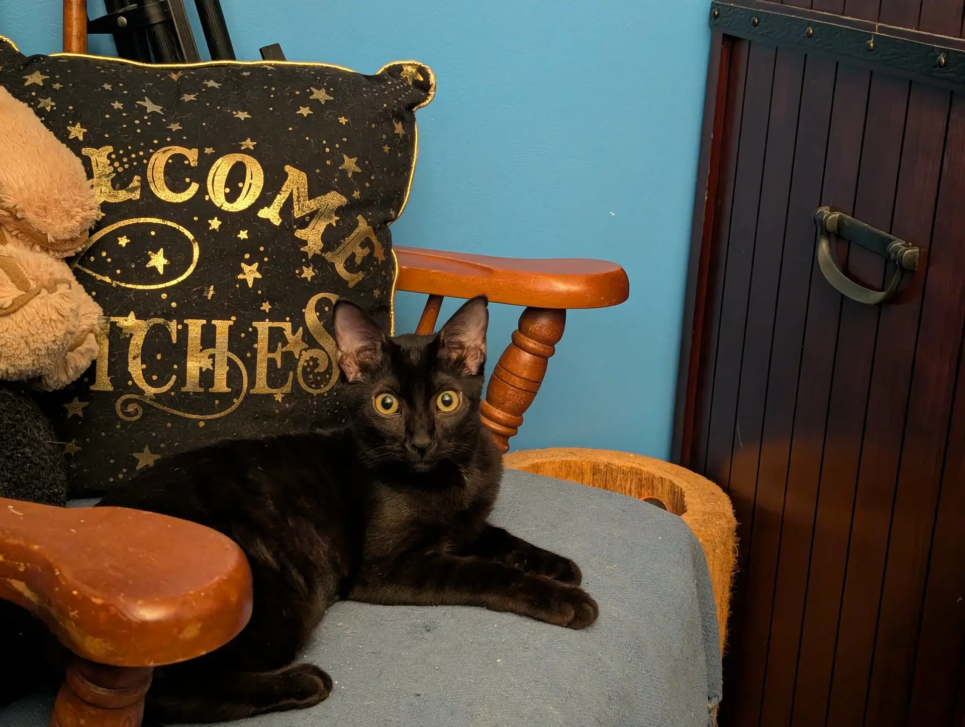 Larissa - Domestic Short Hair