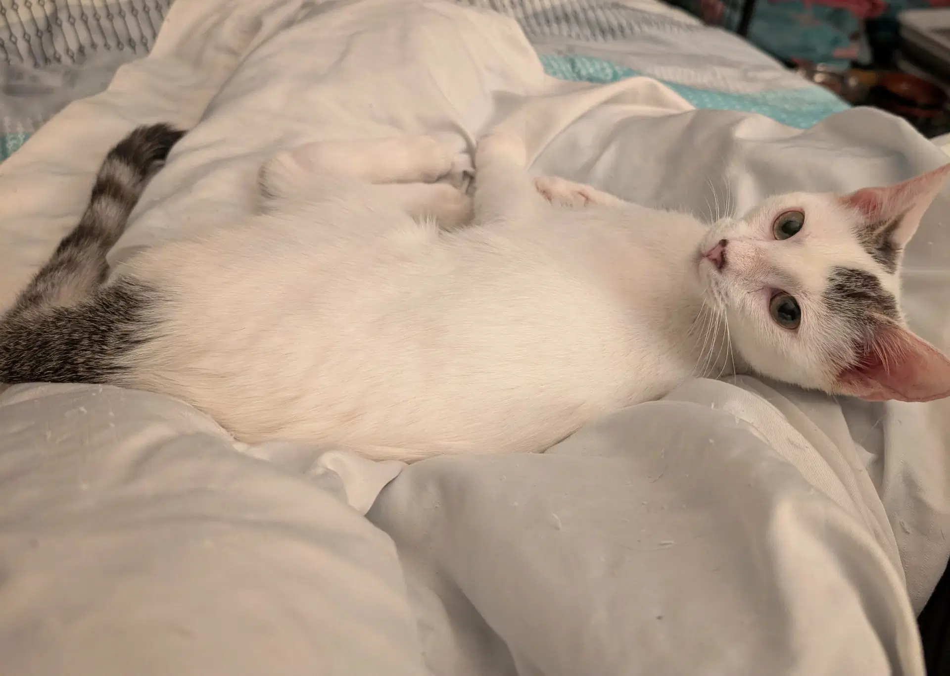 Avelina Ear Cocci - Domestic Short Hair