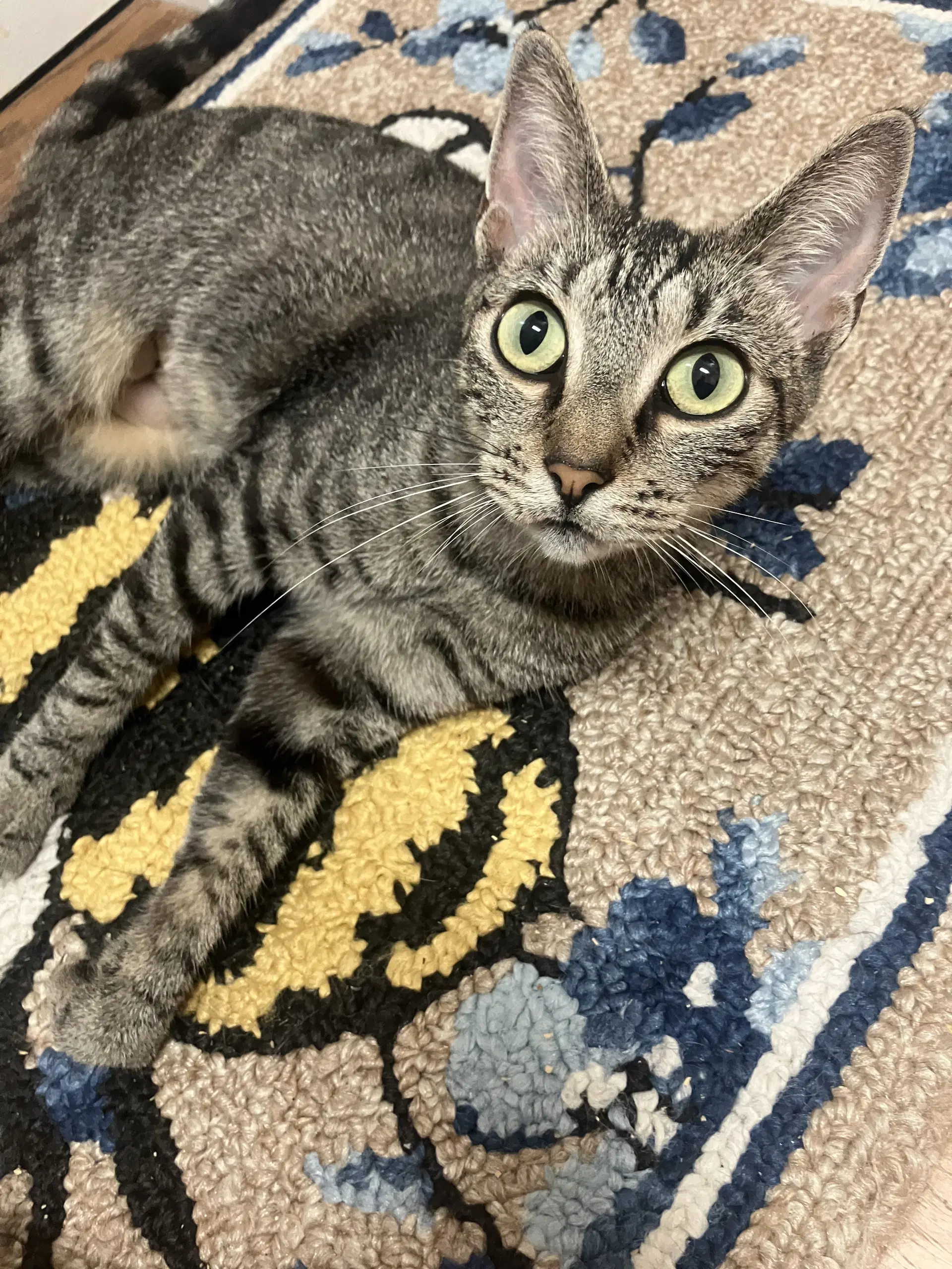 Wilma - Domestic Short Hair