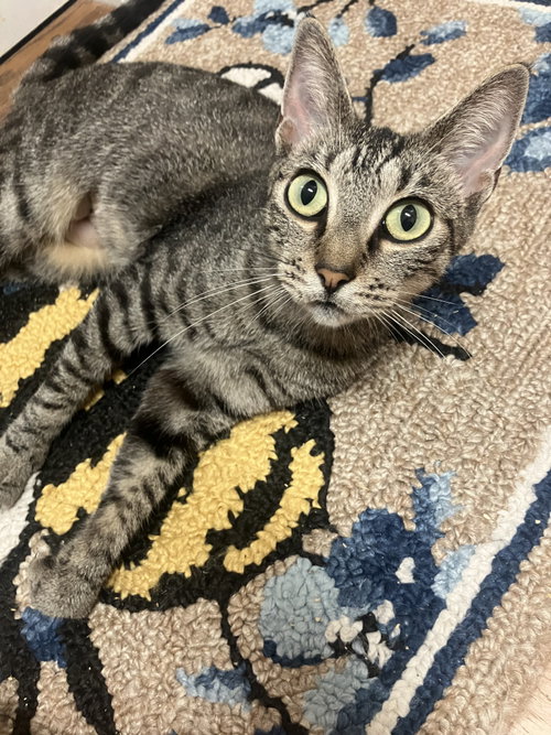 Wilma, a cat for adoption from C.A.T.S.-C.A.N., Inc.