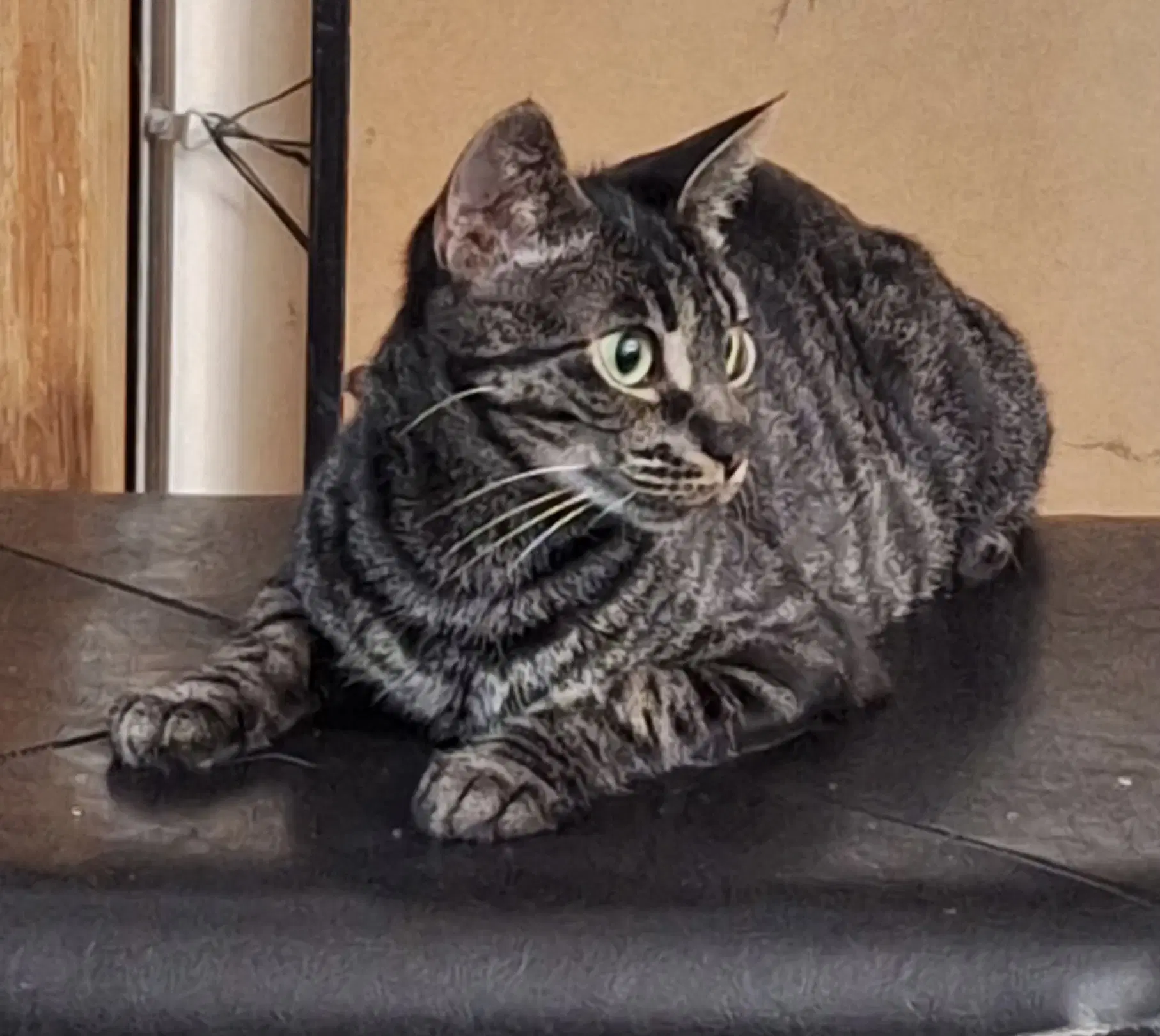Jadis - Domestic Short Hair