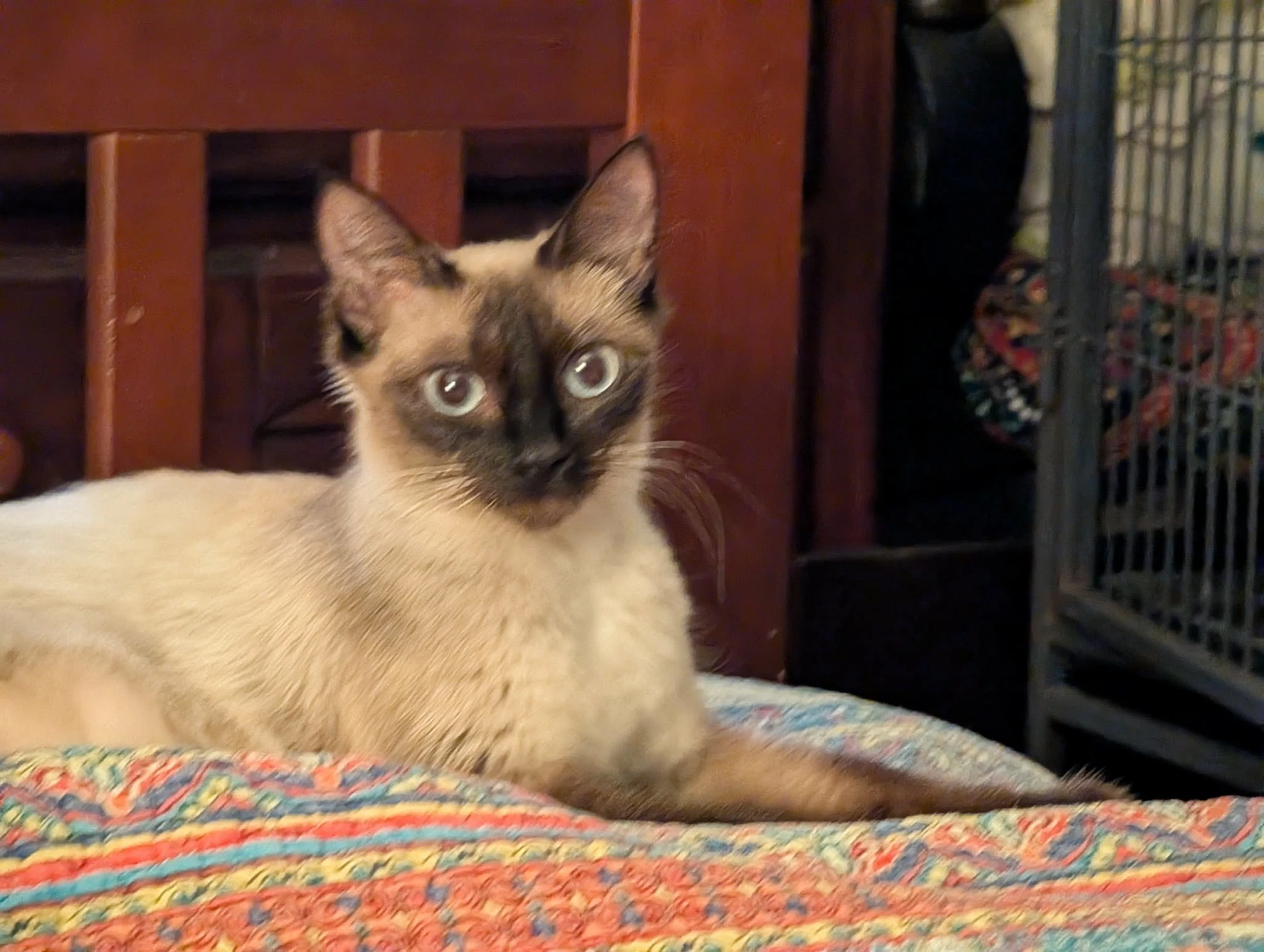 Neroli The Chocolate Point Siamese