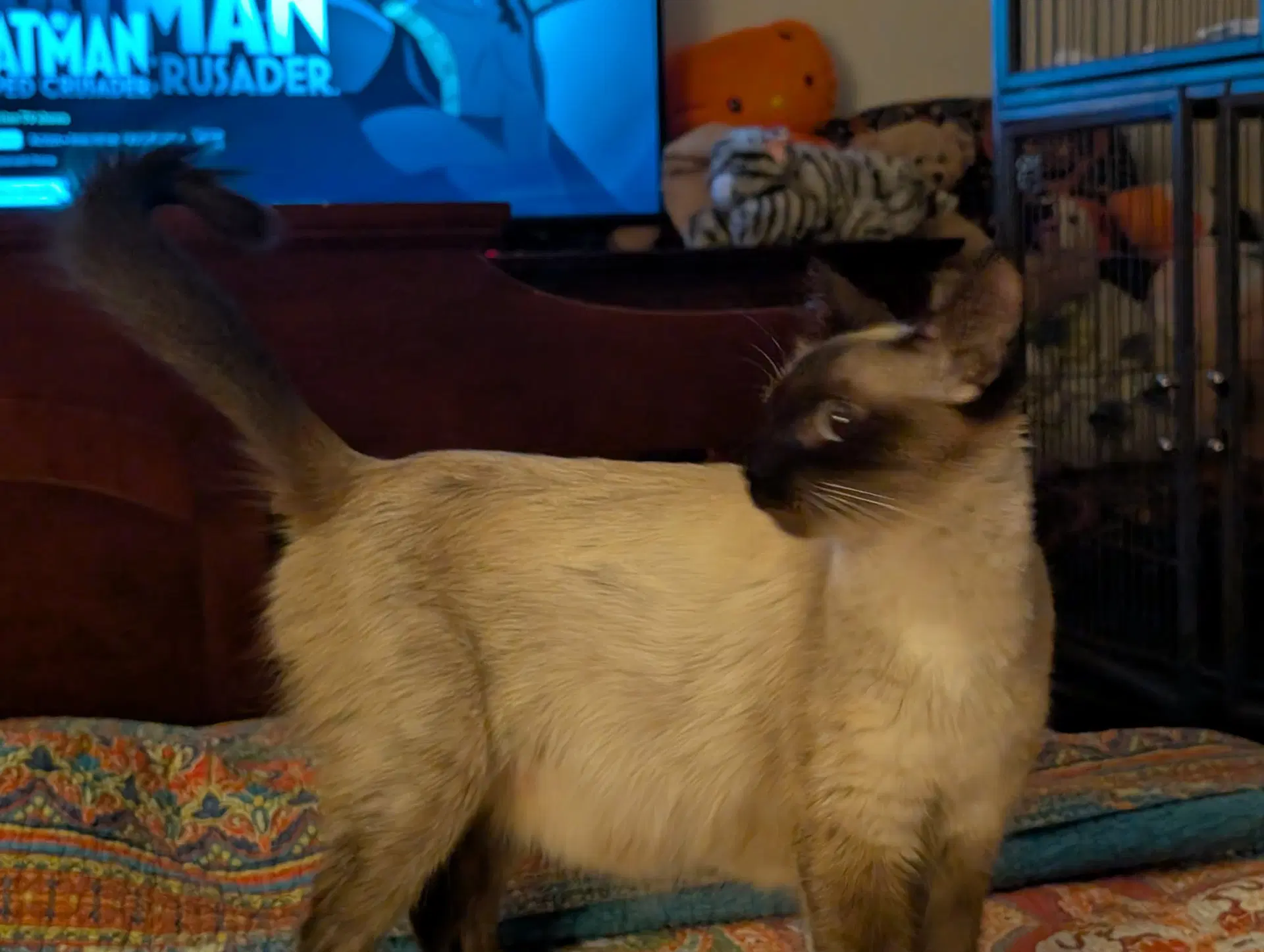 Neroli The Chocolate Point Siamese image 2