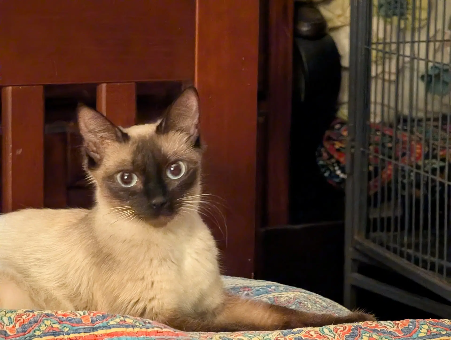 Neroli The Chocolate Point Siamese image 3