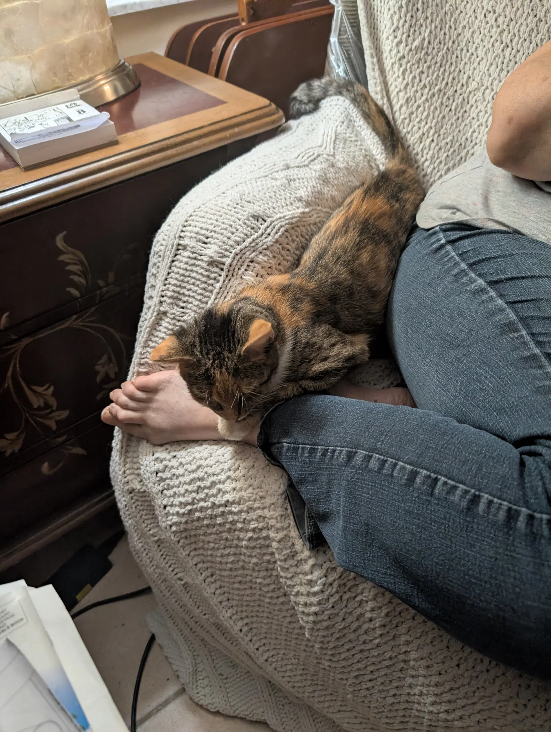 Catriona - Domestic Short Hair