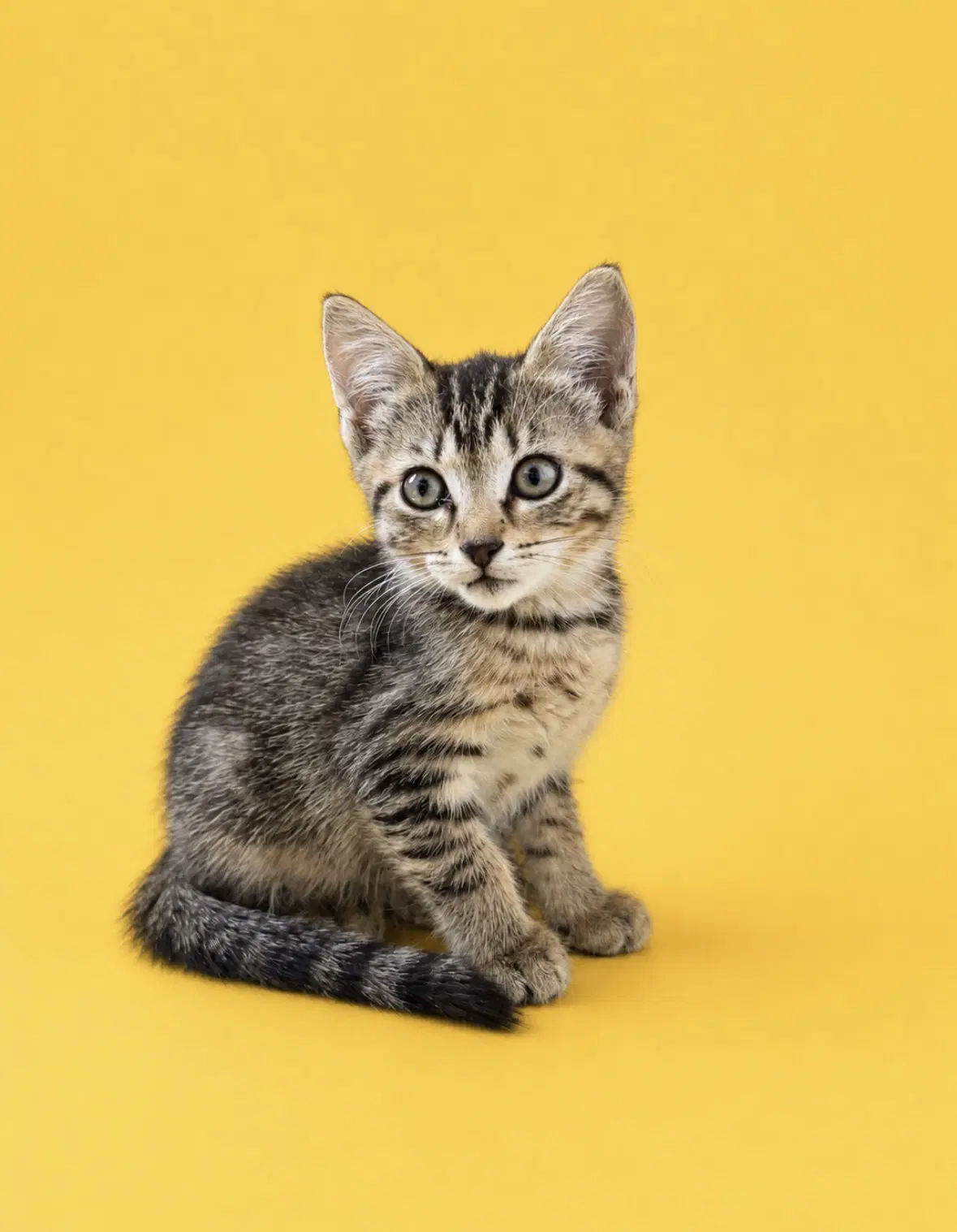Alice - Domestic Short Hair