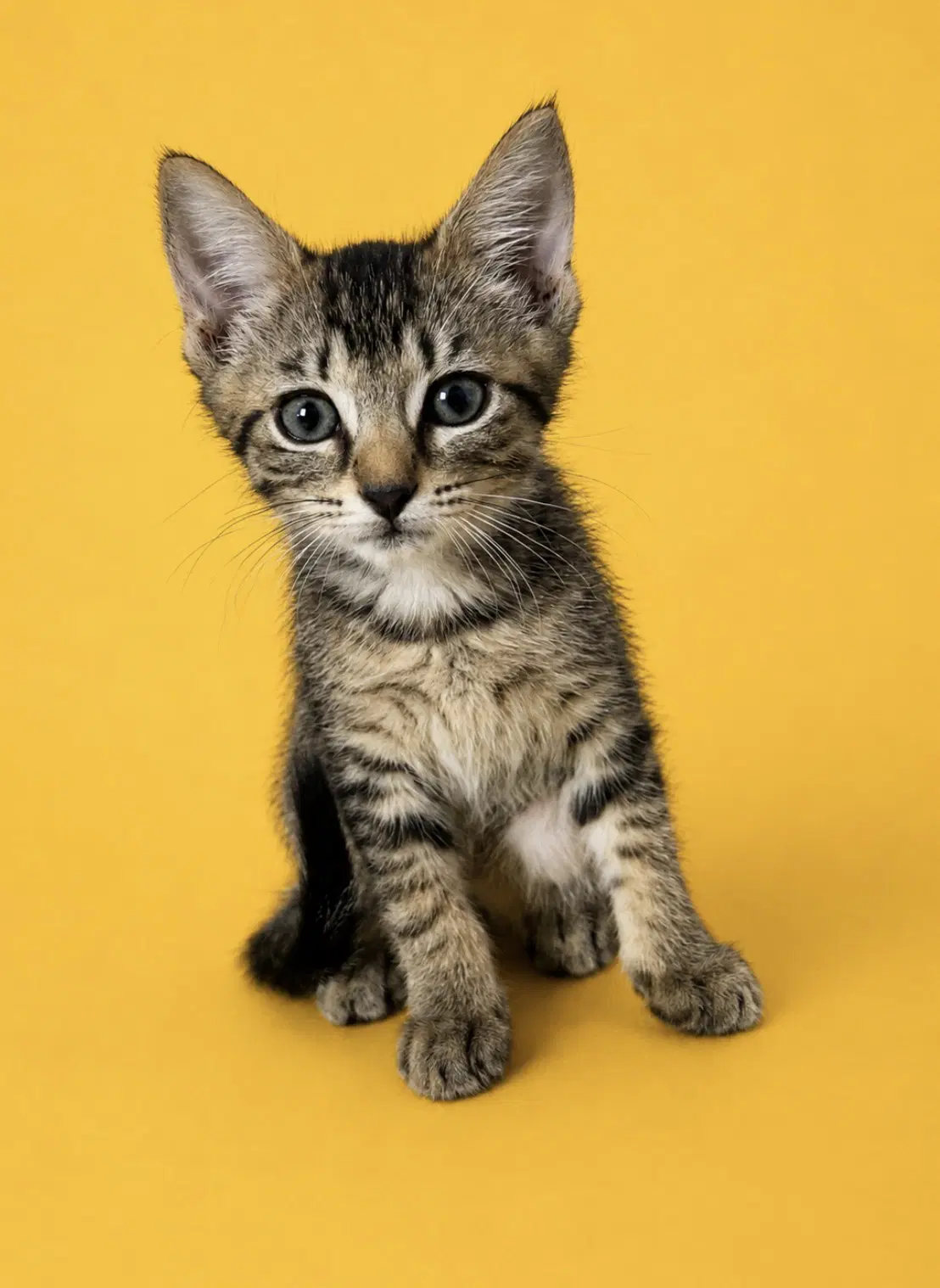 Rosalie - Domestic Short Hair