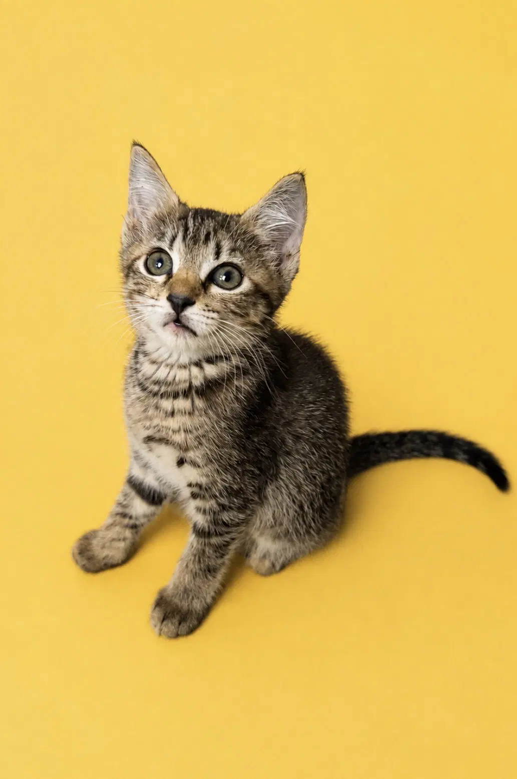 Esme - Domestic Short Hair