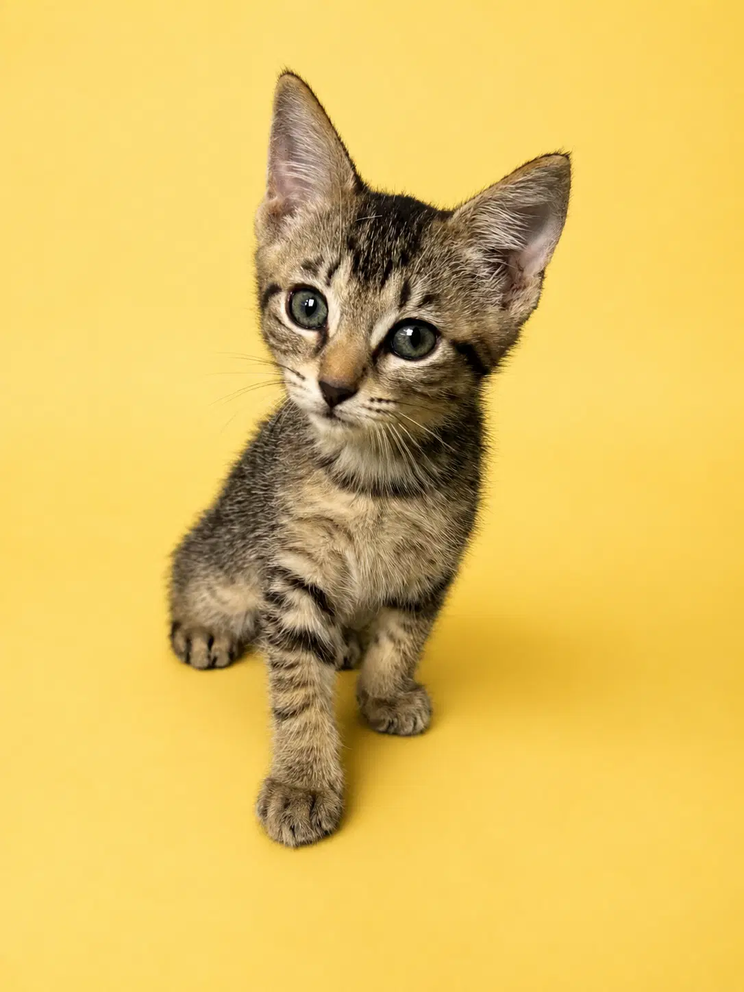 Carlile - Domestic Short Hair