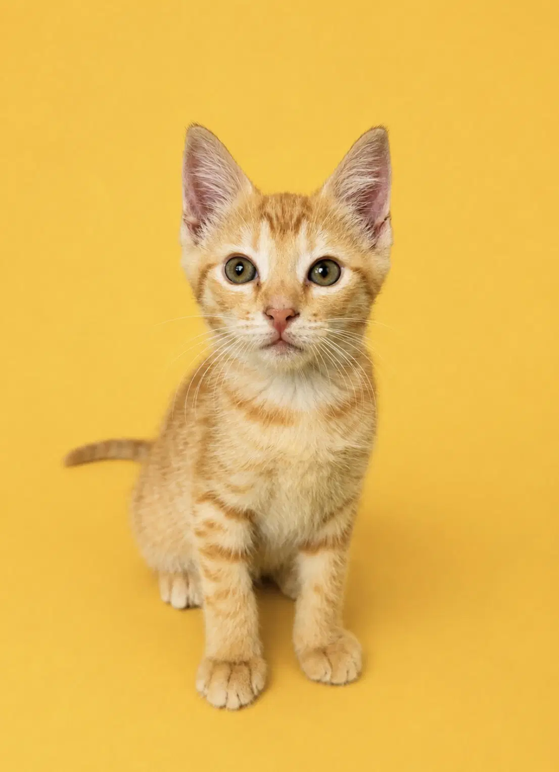 Emmett - Domestic Short Hair