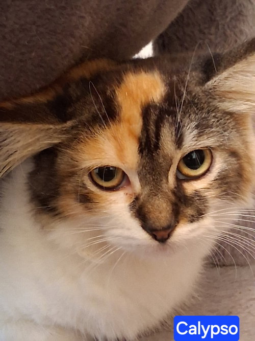 Calypso, a cat for adoption from C.A.T.S.-C.A.N., Inc.