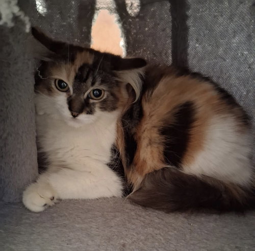 Photo 2 of Calypso
