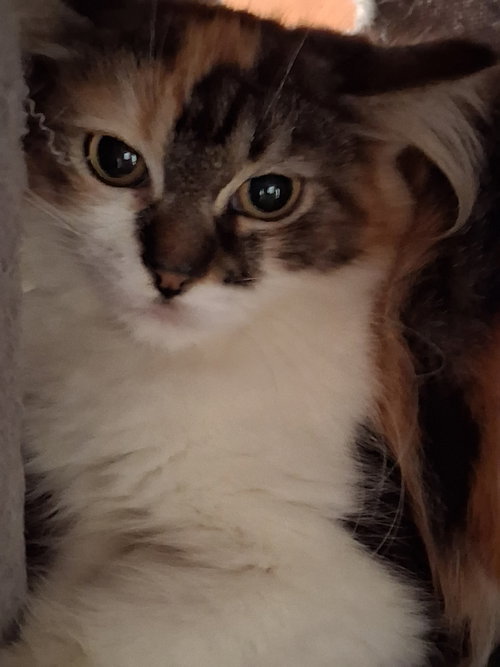 Photo 3 of Calypso