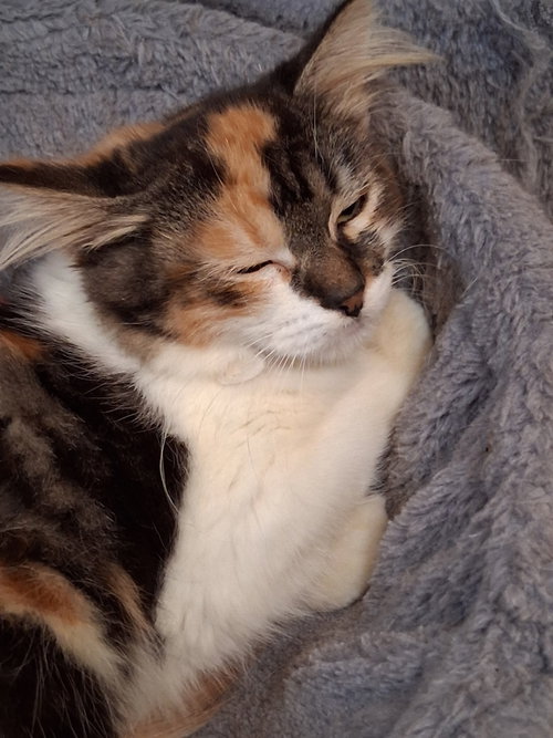 Photo 4 of Calypso