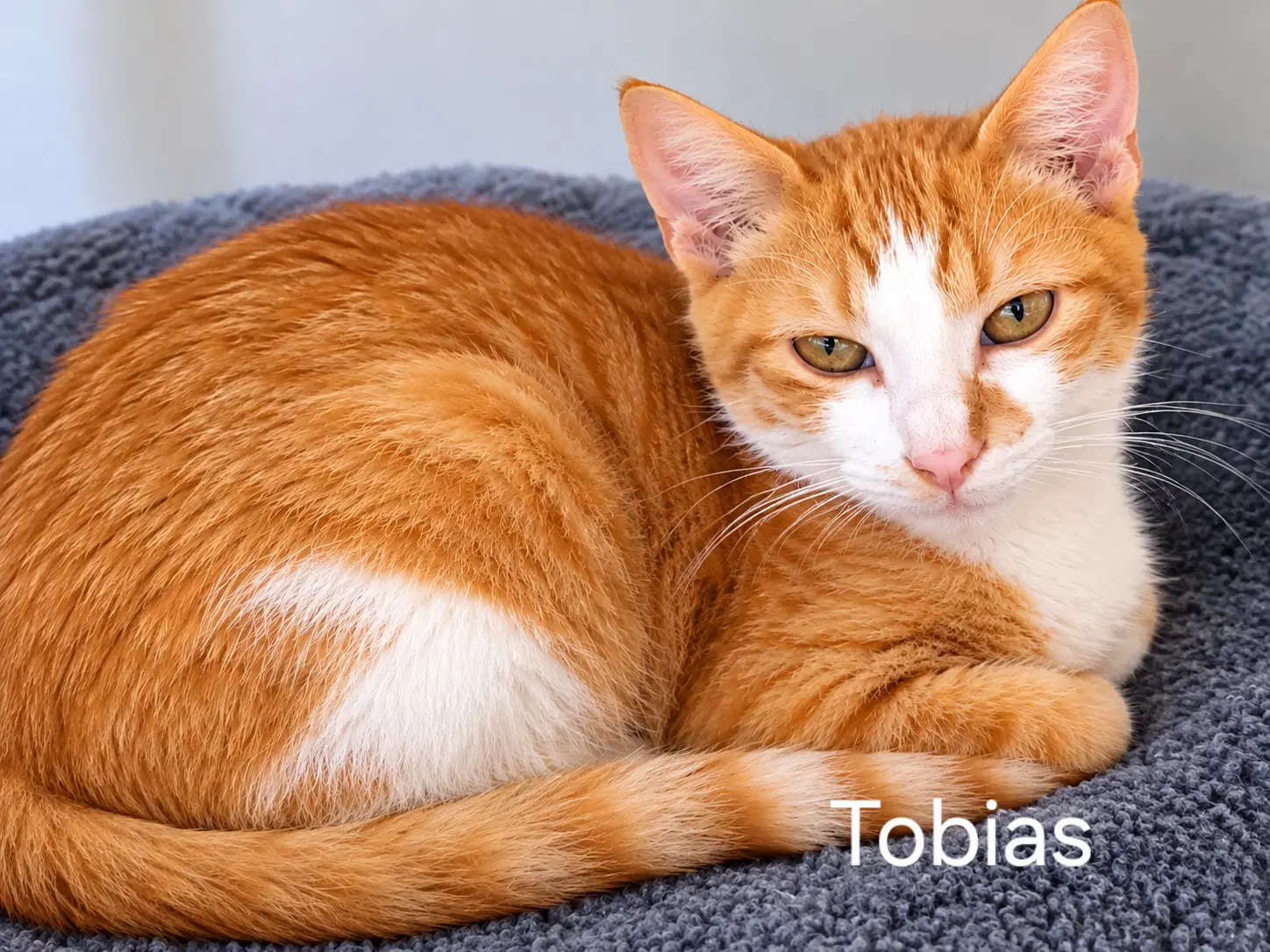 Tobias - Domestic Short Hair