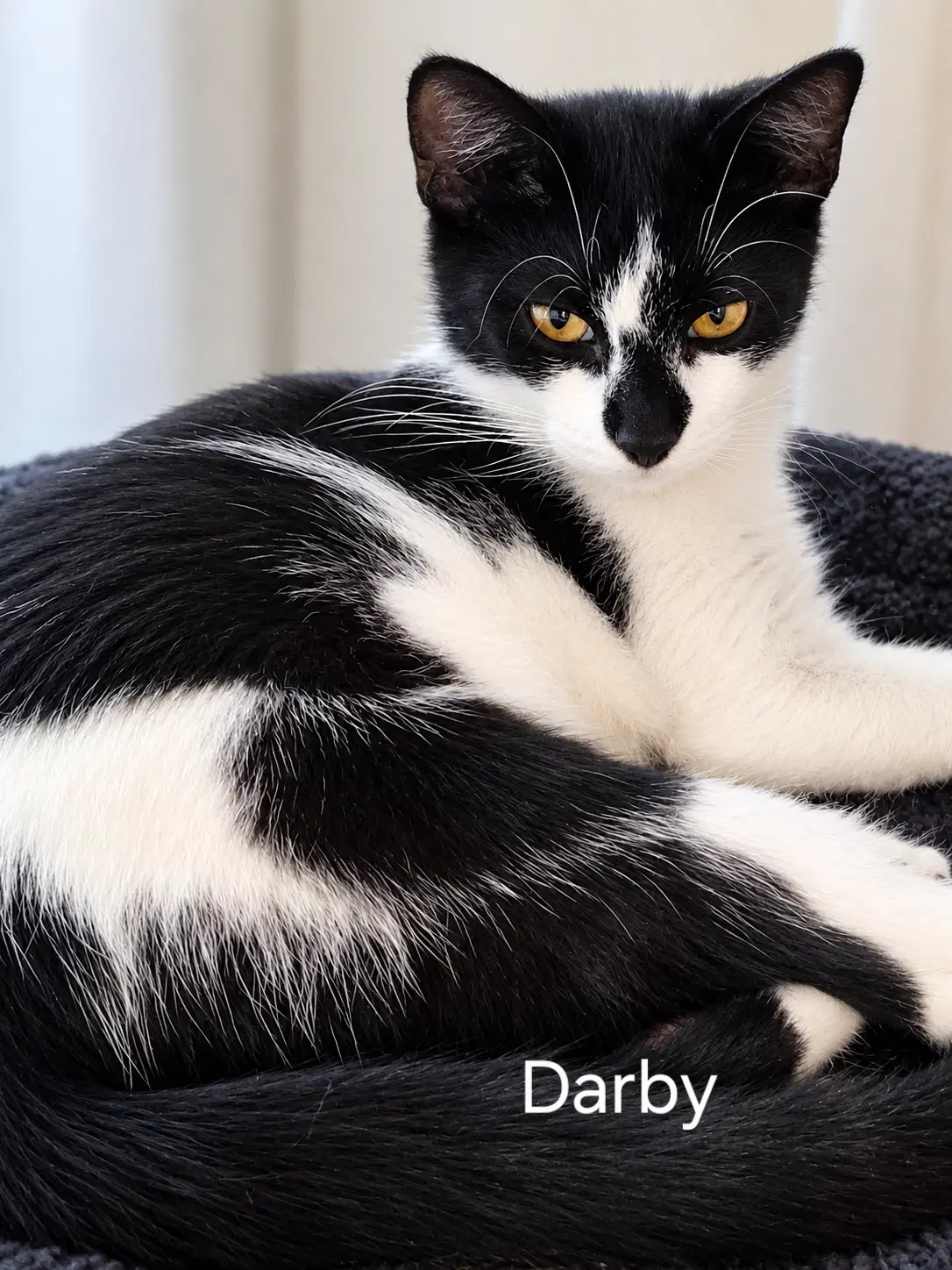 Darby - Domestic Short Hair