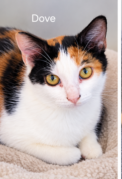 Dove, a cat for adoption from C.A.T.S.-C.A.N., Inc.