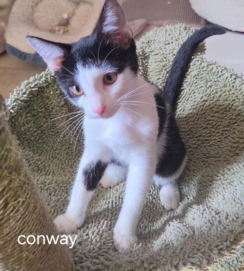 Conway, a cat for adoption from C.A.T.S.-C.A.N., Inc.