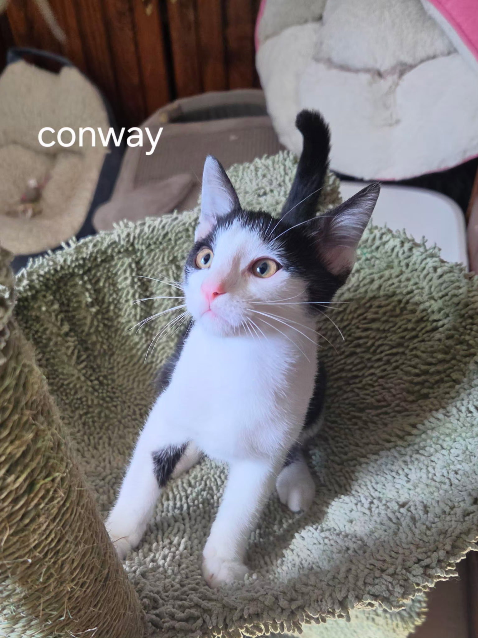 Conway, photo 2