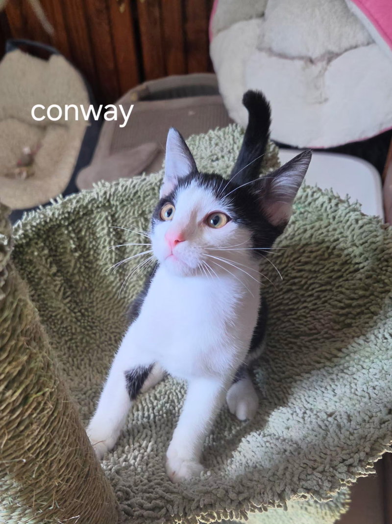 Conway, photo 2