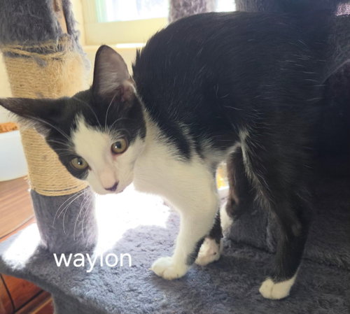Waylon, a cat for adoption from C.A.T.S.-C.A.N., Inc.