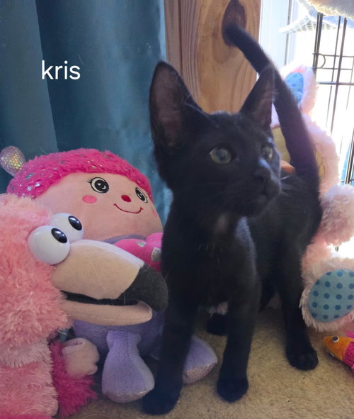 Kris, a cat for adoption from C.A.T.S.-C.A.N., Inc.