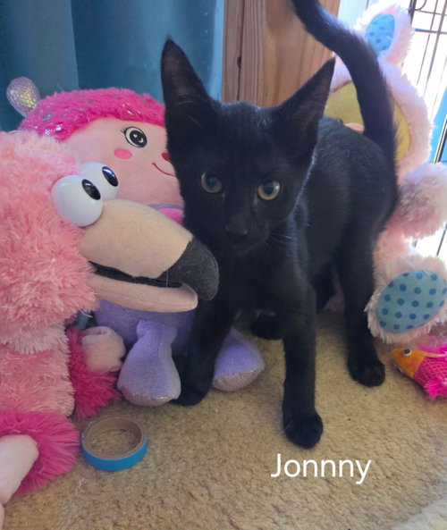 Johnny, a cat for adoption from C.A.T.S.-C.A.N., Inc.