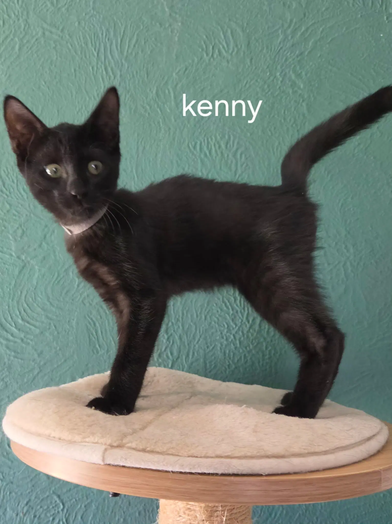 Kenny - Domestic Short Hair