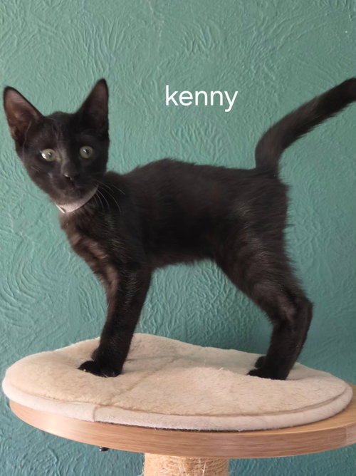 Kenny, a cat for adoption from C.A.T.S.-C.A.N., Inc.