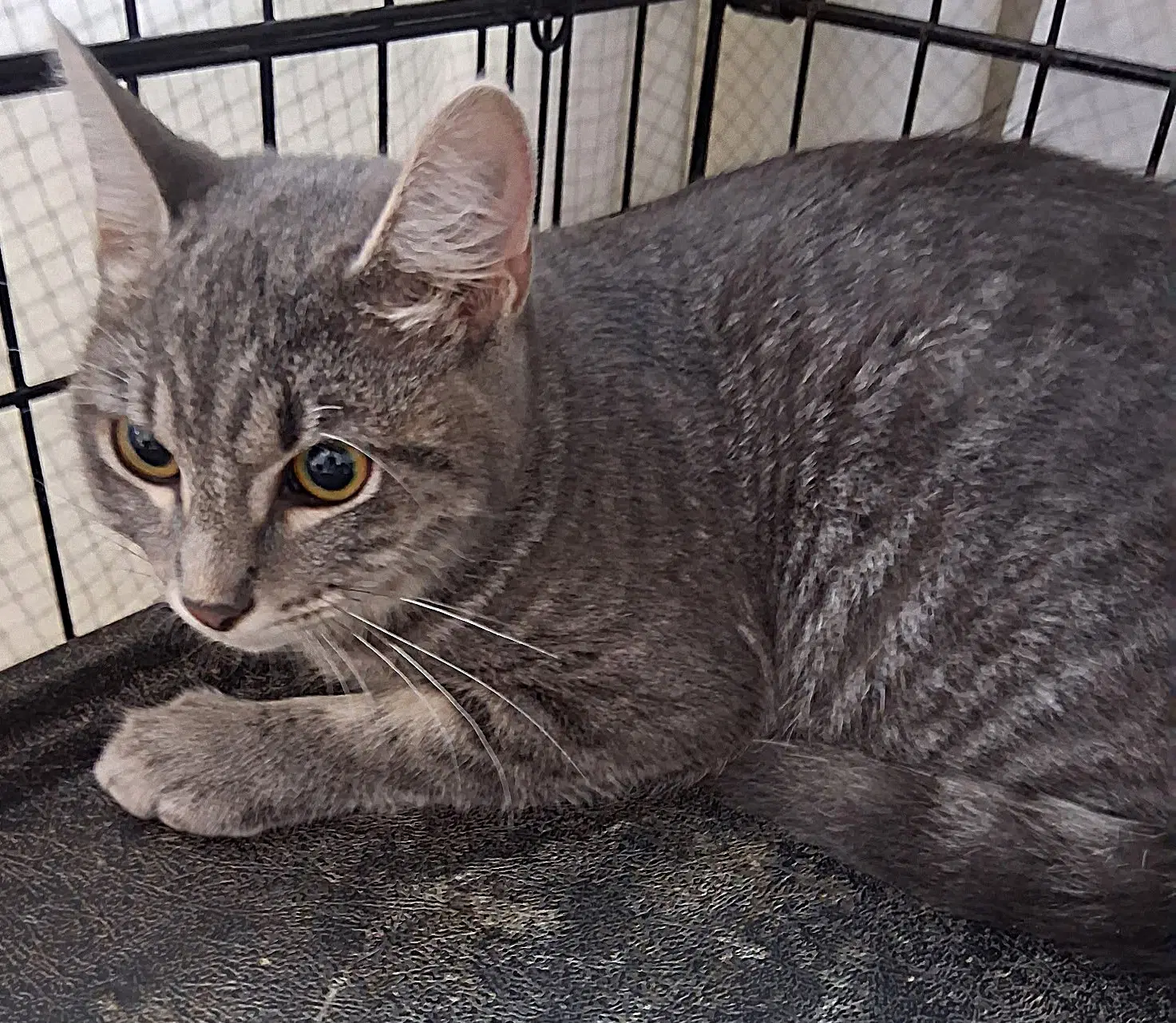 Mabel - Domestic Short Hair