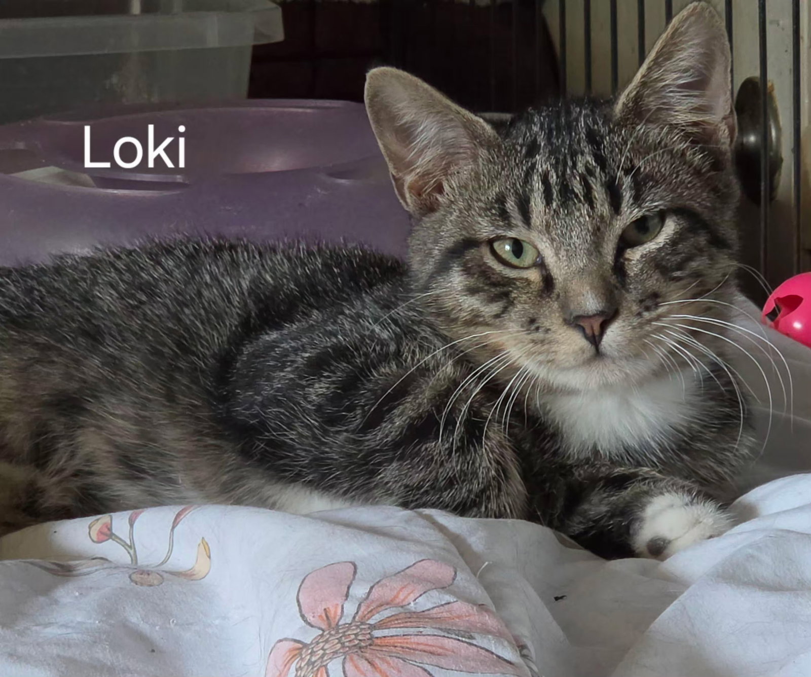 Loki