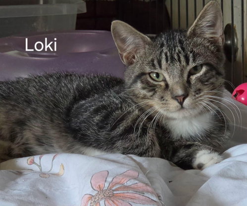 Loki, a cat for adoption from C.A.T.S.-C.A.N., Inc.