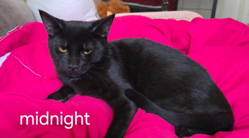 Midnight, a cat for adoption from C.A.T.S.-C.A.N., Inc.