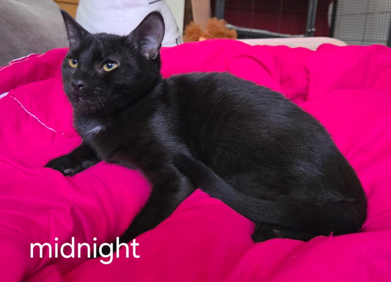 Midnight, photo 2