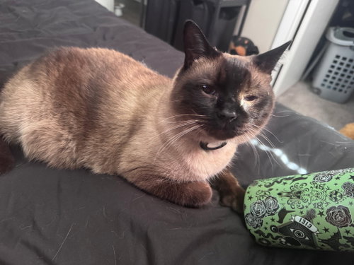 Oliver the Seal Point Siamese, a cat for adoption from C.A.T.S.-C.A.N., Inc.