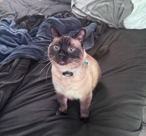 Photo 2 of Oliver the Seal Point Siamese