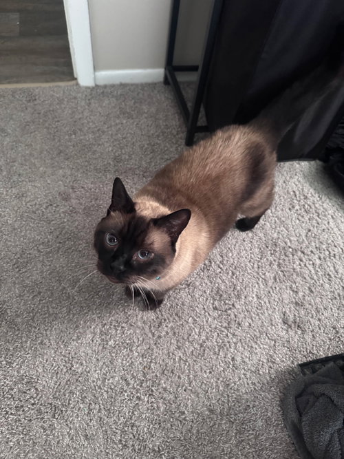 Photo 3 of Oliver the Seal Point Siamese