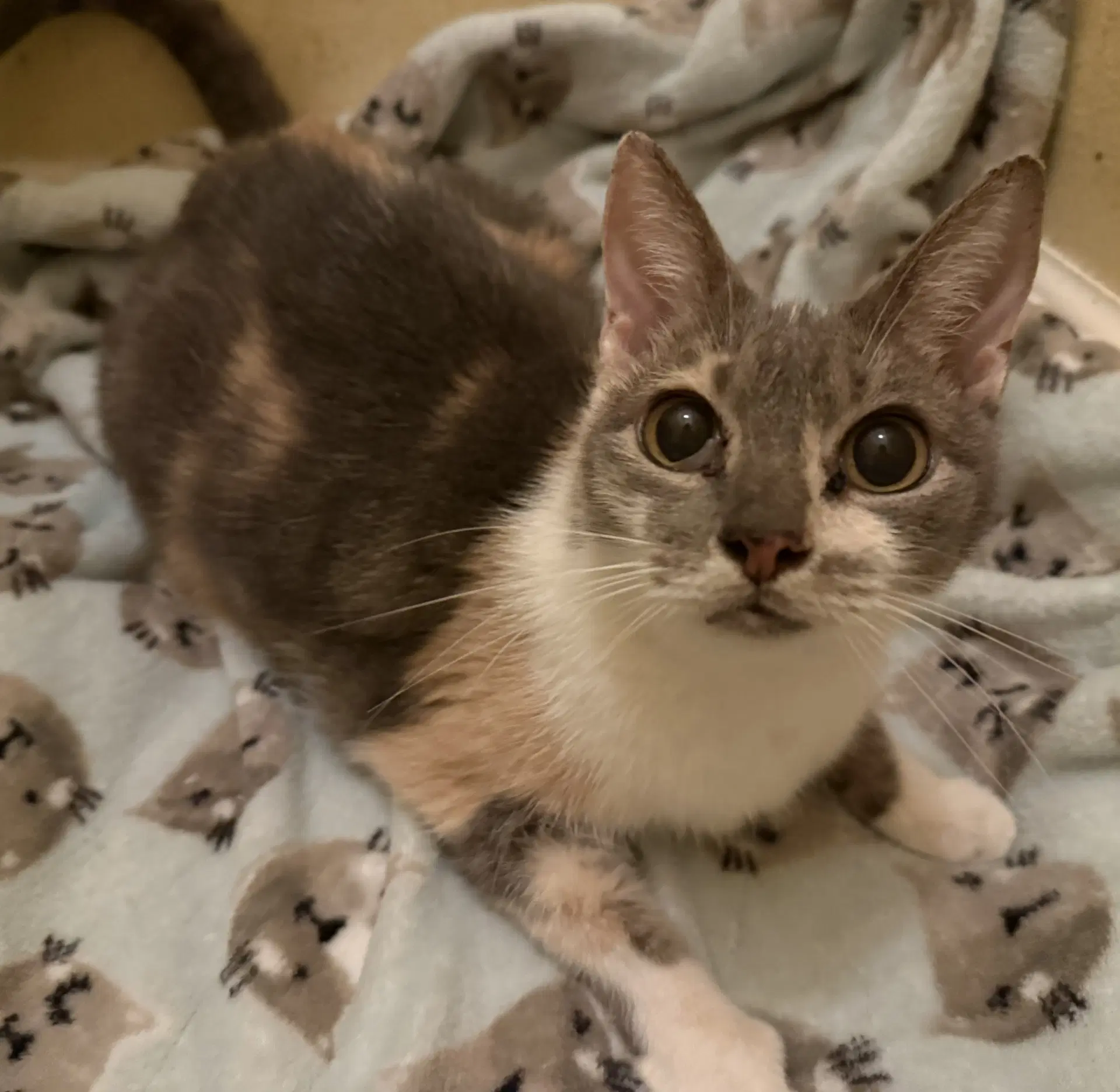 Frivolity - Domestic Short Hair