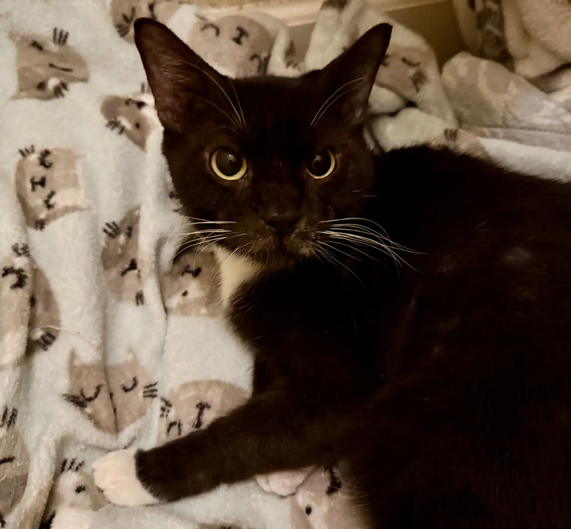Knight - Domestic Short Hair