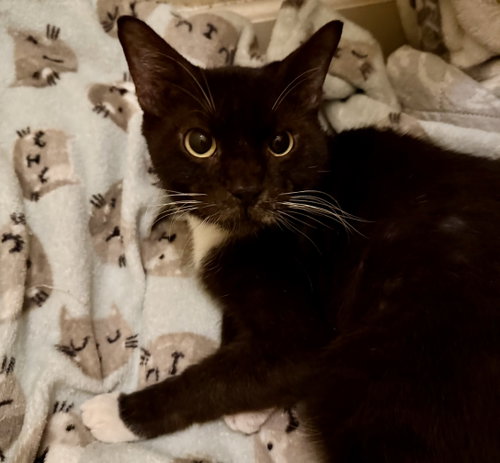 Knight, a cat for adoption from C.A.T.S.-C.A.N., Inc.