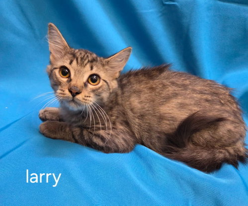 Larry, a cat for adoption from C.A.T.S.-C.A.N., Inc.