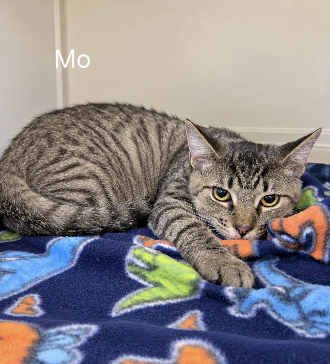 Mo The Sweetie Pie