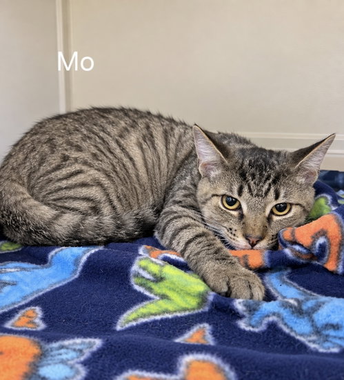 Mo, a cat for adoption from C.A.T.S.-C.A.N., Inc.