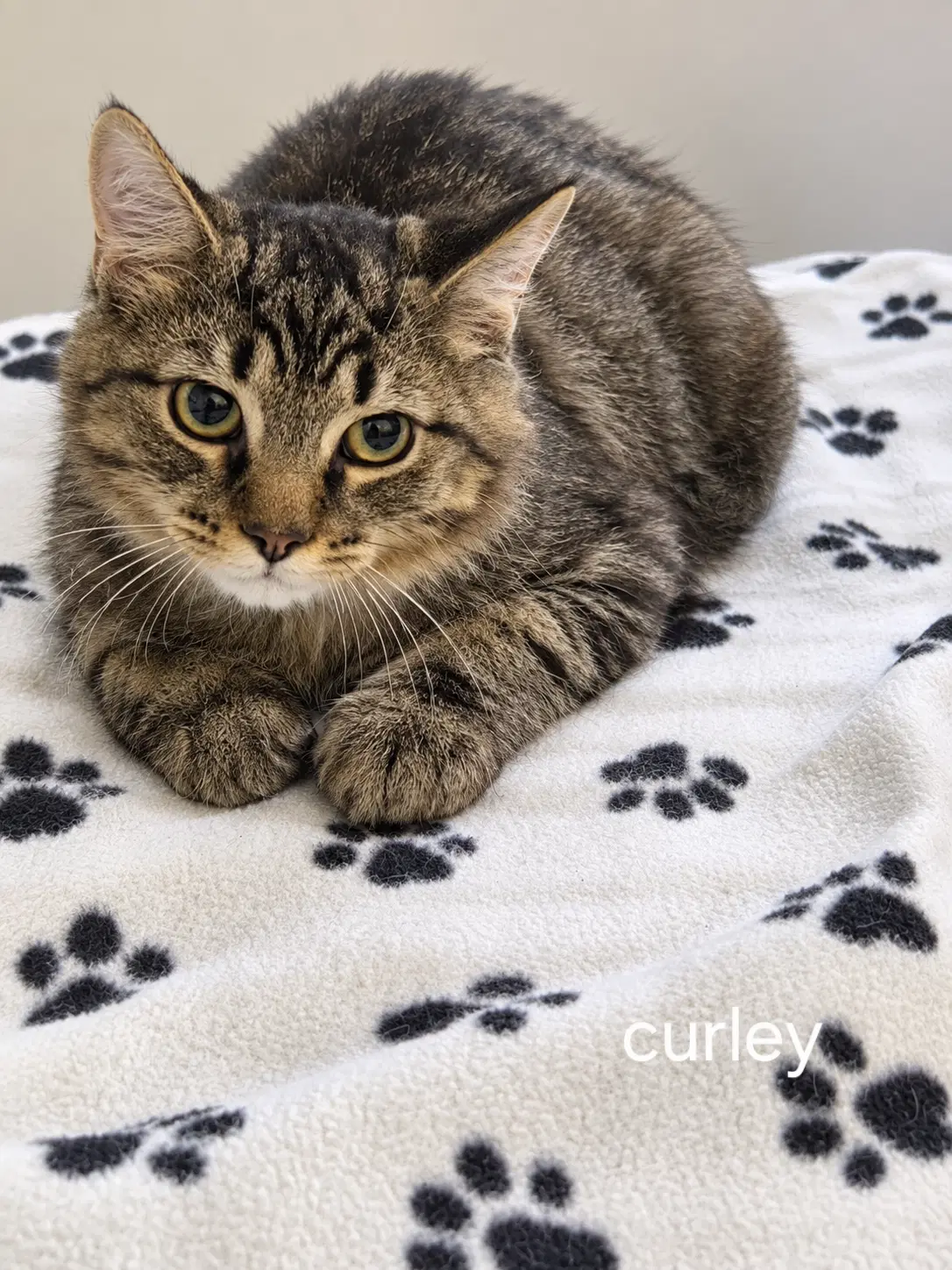 Curley - Domestic Medium Hair