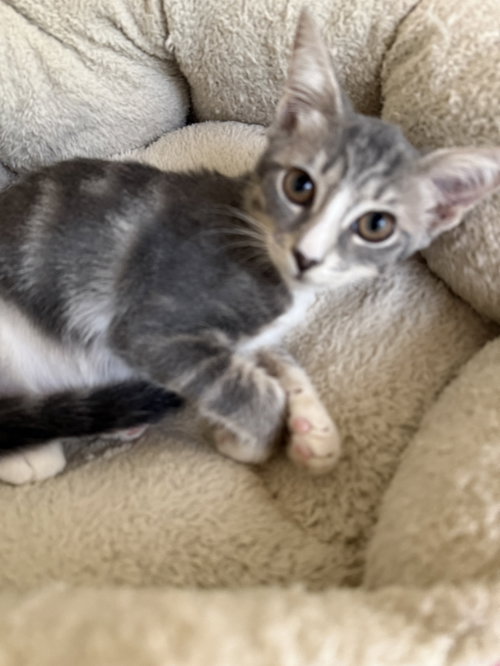 Sophia, a cat for adoption from C.A.T.S.-C.A.N., Inc.