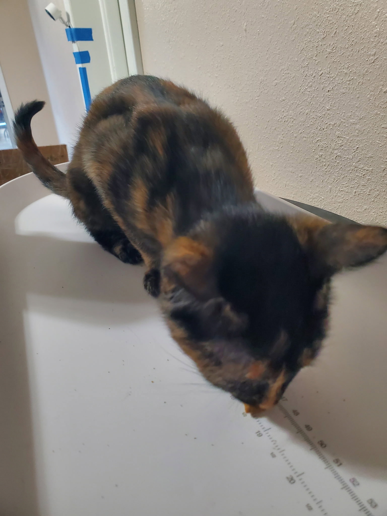 Emerald, Domestic Short Hair