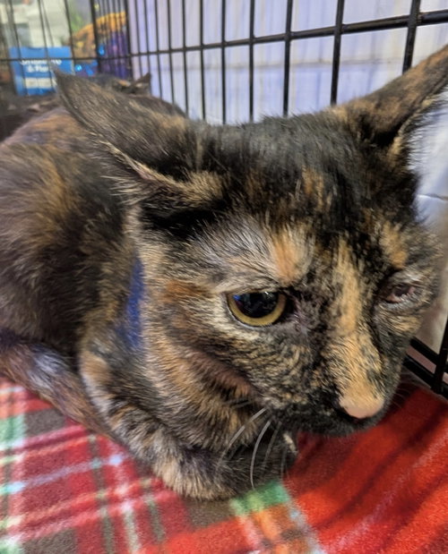 Emerald, Domestic Short Hair / Mixed (short coat)