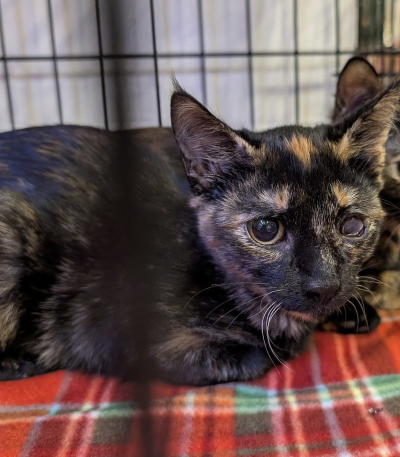 Diamond, a female kitten up for adoption