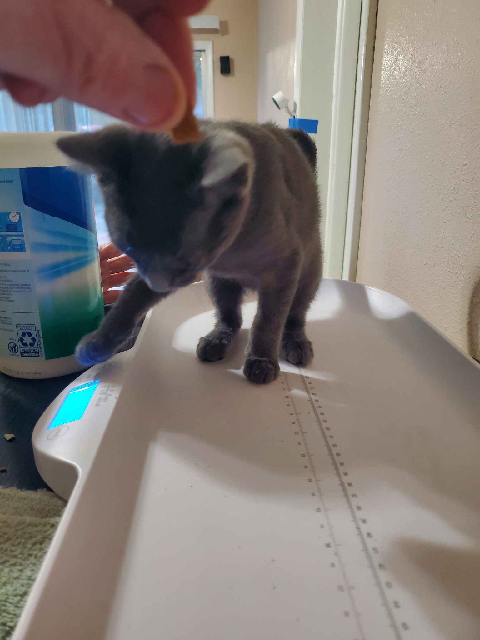 Ash, Domestic Short Hair