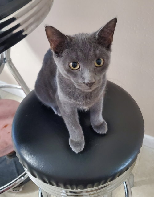Stormy, a cat for adoption from C.A.T.S.-C.A.N., Inc.